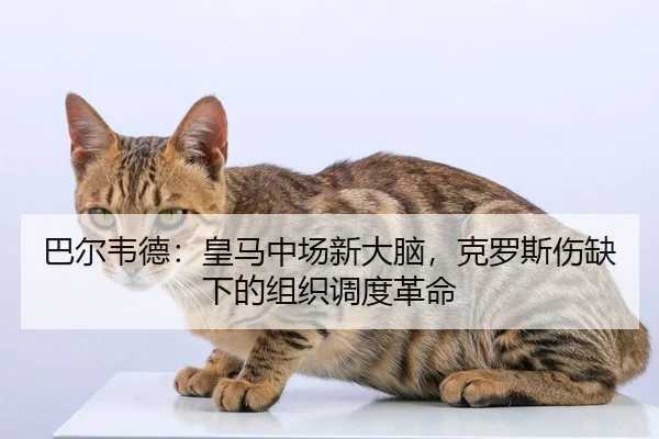 巴尔韦德：皇马中场新大脑，克罗斯伤缺下的组织调度革命